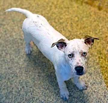 Photo of Freckles