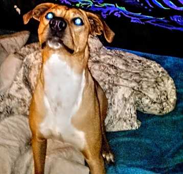 Photo of Mojo