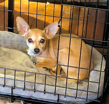 Photo of Bella