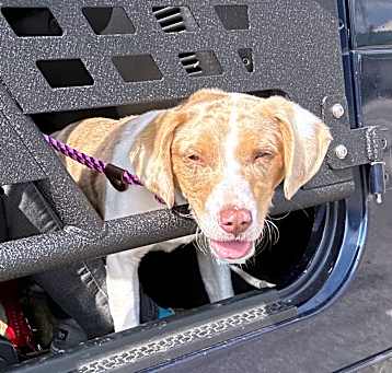 Photo of Sunshine (in foster)