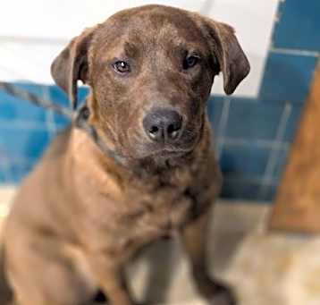 Photo of Hershey
