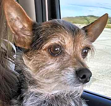 Photo of Cooper
