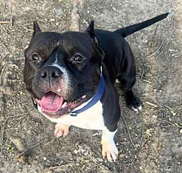 Photo of Meatball