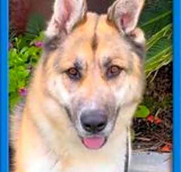 Photo of Sammy II