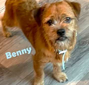 Photo of Benny #your-very-own-Toto