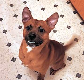 Photo of Lucky