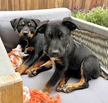 Photo of Onyx