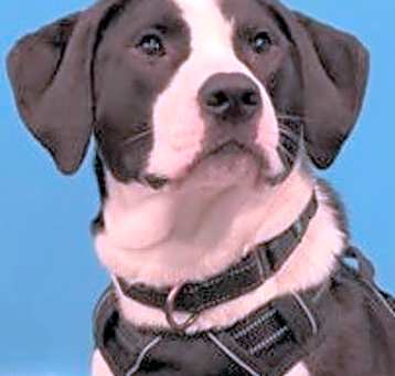 Photo of Hamilton