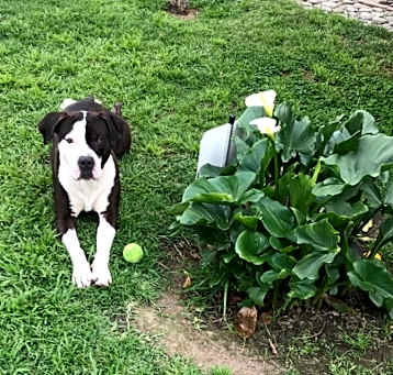 Photo of Cooper
