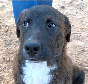 Photo of Bear