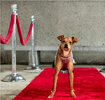 Photo of Canela