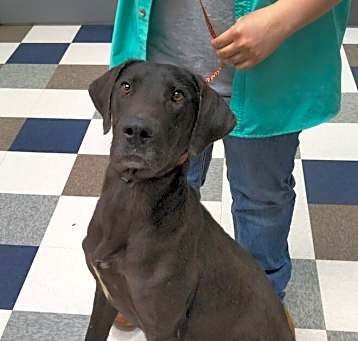 Photo of Rosco
