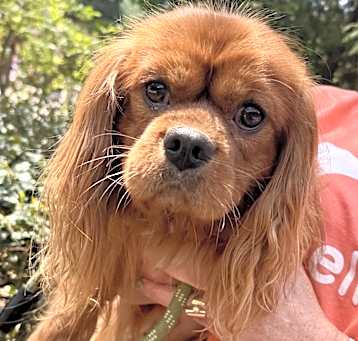 Photo of Rudy Ruby Cavalier