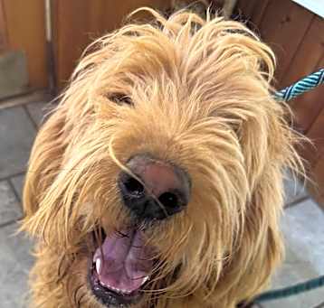 Photo of Mr. Doodle Dallas