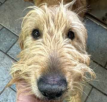 Photo of Tender Heart Tanya