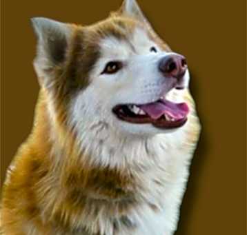Photo of Cinnamon