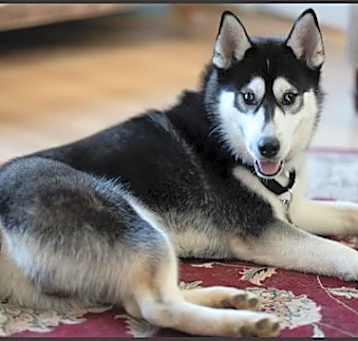Photo of Apollo