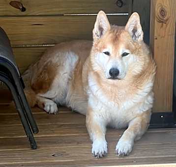 Photo of Ruger