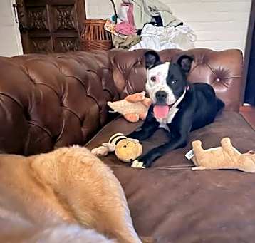 Photo of Tillie
