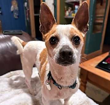 Photo of Nacho