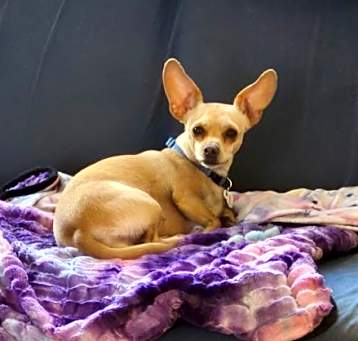 Photo of Dolce