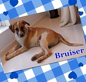 Photo of Bruiser