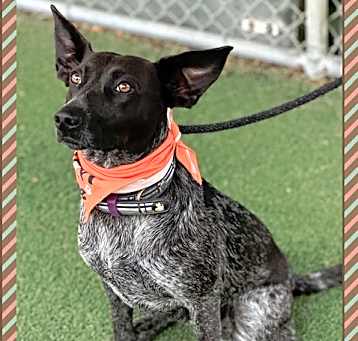 Photo of CHILI