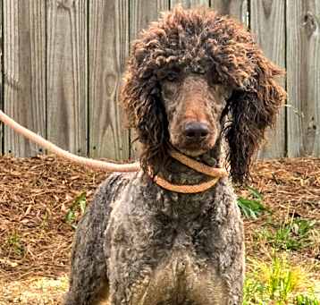 Photo of Finley