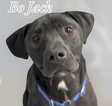Photo of BO