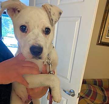 Photo of Wrangler