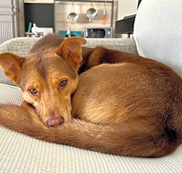 Photo of Sammy