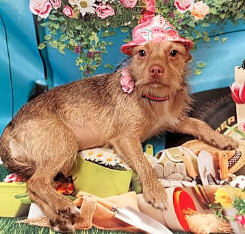 Photo of Dolly