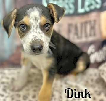 Photo of Dink meet me 5/17