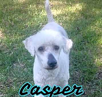Photo of Casper in Texarkana TX