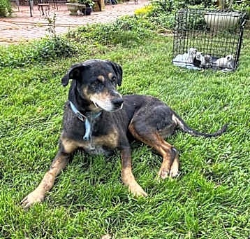 Photo of gracie