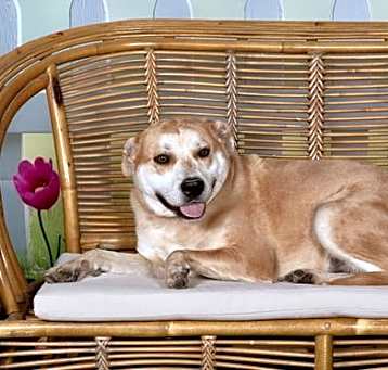 Photo of DOZER