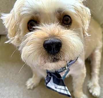 Photo of Brownie