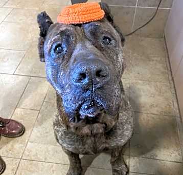 Photo of Tank