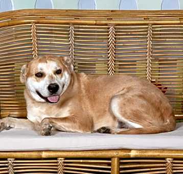 Photo of DOZER