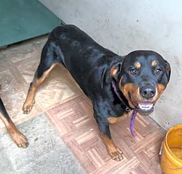 Photo of Bear
