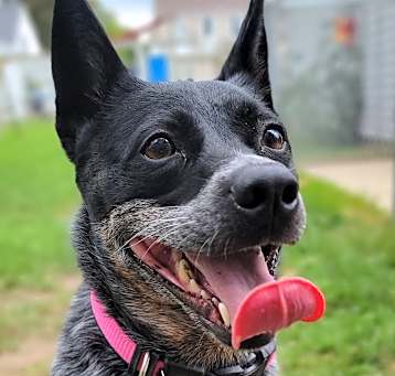 Photo of Indigo