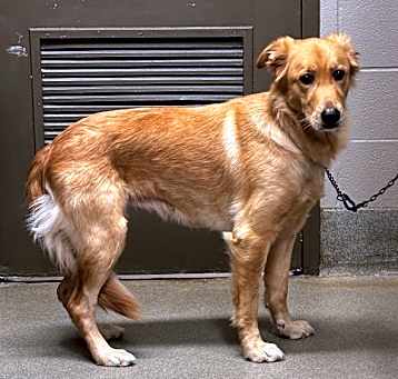 Photo of Dandelion