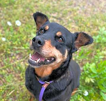 Photo of CALLIE