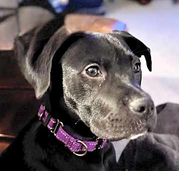 Photo of Marley ~ meet me!