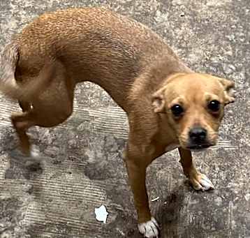 Photo of Butterpup