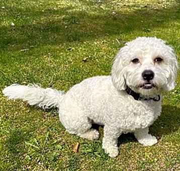 Photo of Benji