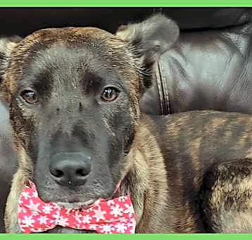 Photo of Kona