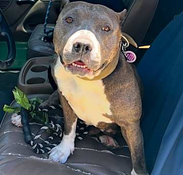 Photo of Luna