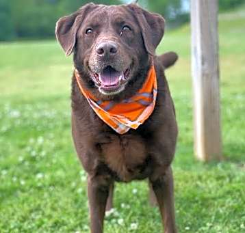 Photo of Apollo