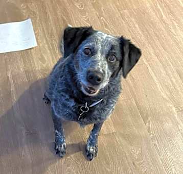 Photo of Blue